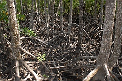 1008 Jack Barnes Bicentennial Mangrove Boardwalk 